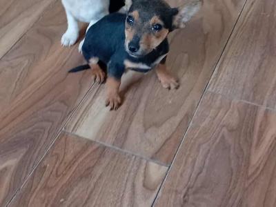 Jack Russell puppies in Cork