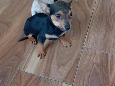 Jack Russell puppies in Cork