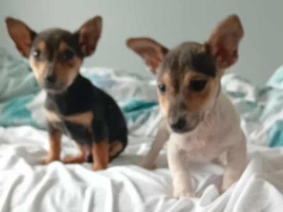 Jack Russell puppies in Cork