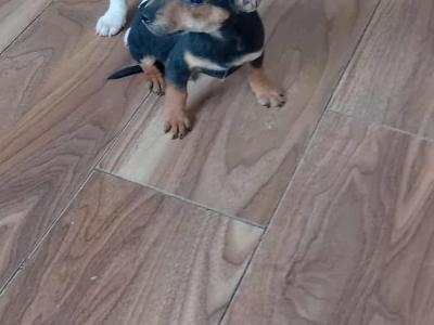 Jack Russell puppies in Cork