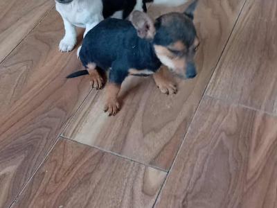 Jack Russell puppies in Cork