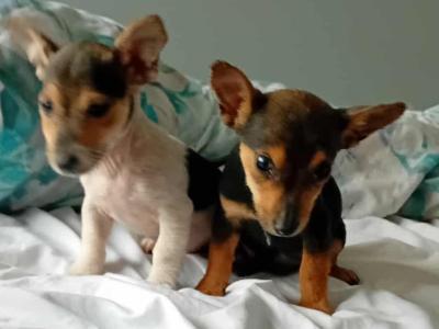 Jack Russell puppies in Cork