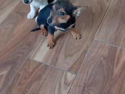 Jack Russell puppies in Cork