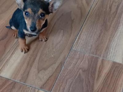 Jack Russell puppies in Cork