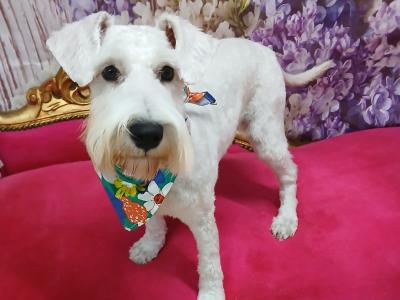 IKC Registered female miniature Schnauzer puppy in Tipperary