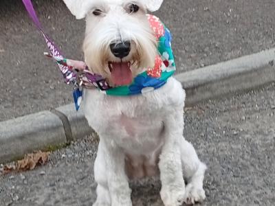 IKC Registered female miniature Schnauzer puppy in Tipperary