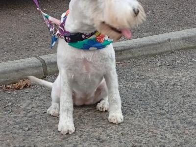 IKC Registered female miniature Schnauzer puppy in Tipperary