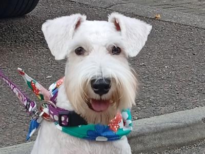 IKC Registered female miniature Schnauzer puppy in Tipperary
