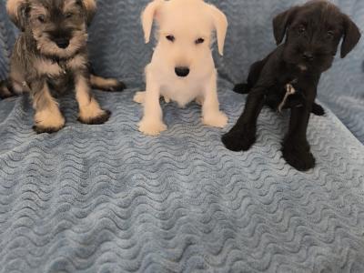 Miniature Schnauzer pups in Wexford
