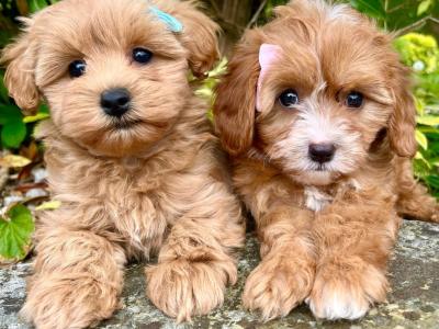 Beautiful Non Shed Cavapoo Puppies
