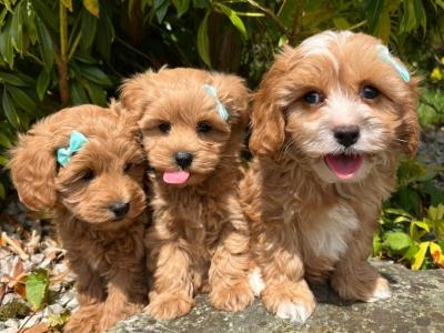 Beautiful Non Shed Cavapoo Puppies