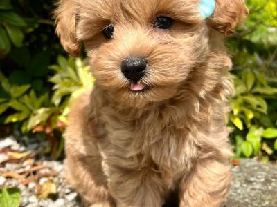 Beautiful Non Shed Cavapoo Puppies