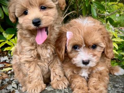 Beautiful Non Shed Cavapoo Puppies