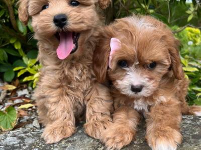 Beautiful Non Shed Cavapoo Puppies