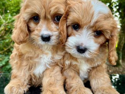 Beautiful Non Shed Cavapoo Puppies