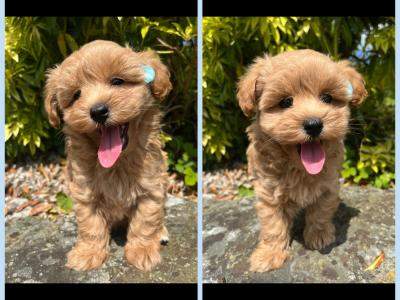 Beautiful Non Shed Cavapoo Puppies
