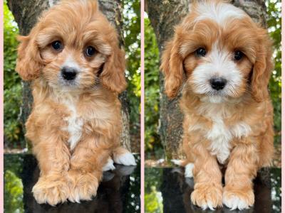 Beautiful Non Shed Cavapoo Puppies