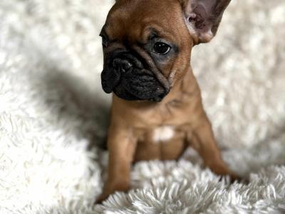 Top Quality IKC Registered French Bulldog puppies in Mayo