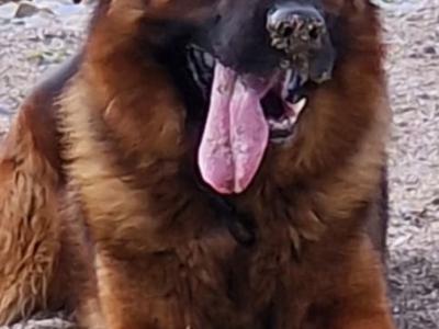 German Shepherd puppies for sale in Donegal