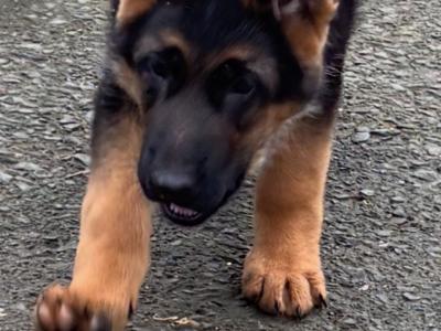 German Shepherd puppies for sale in Donegal