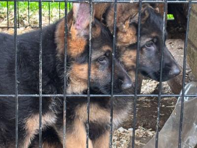 German Shepherd puppies for sale in Donegal