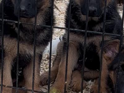 German Shepherd puppies for sale in Donegal