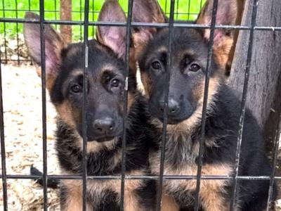 German Shepherd puppies for sale in Donegal