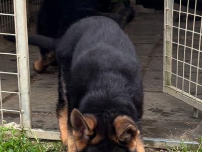German Shepherd puppies for sale in Donegal