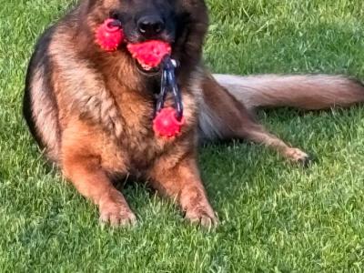 German Shepherd puppies for sale in Donegal