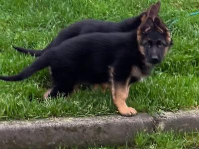 German Shepherd puppies for sale in Donegal