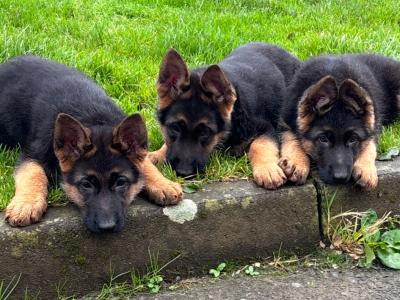 German Shepherd puppies for sale in Donegal