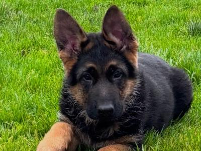 German Shepherd puppies for sale in Donegal