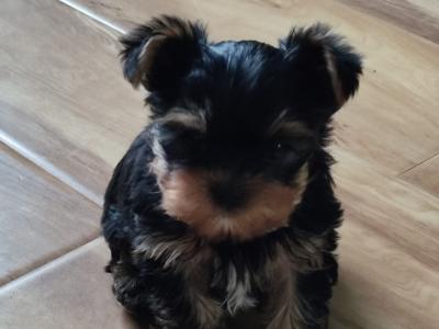 Yorkshire Terrier puppies