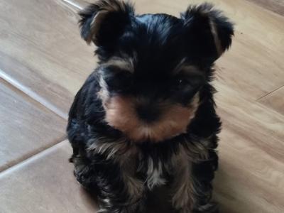 Yorkshire Terrier puppies in Wicklow