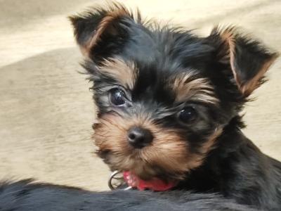 Yorkshire Terrier puppies in Wicklow