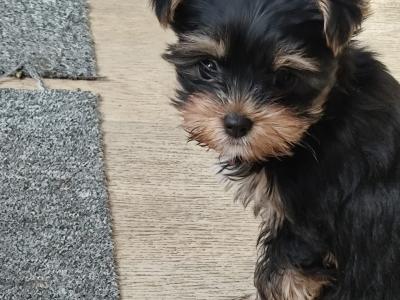 Yorkshire Terrier puppies in Wicklow