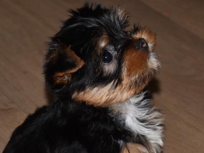 Yorkshire Terrier puppies in Wicklow