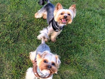 Yorkshire Terrier puppies in Wicklow