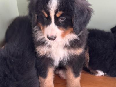 Bernese Mountain Dog puppies in Meath