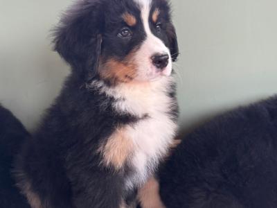 Bernese Mountain Dog puppies in Meath