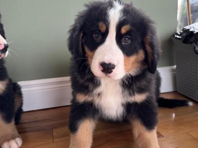 Bernese Mountain Dog puppies in Meath