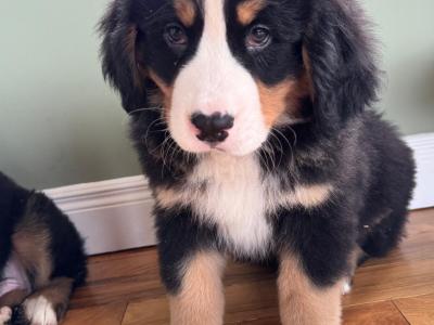 Bernese Mountain Dog puppies in Meath