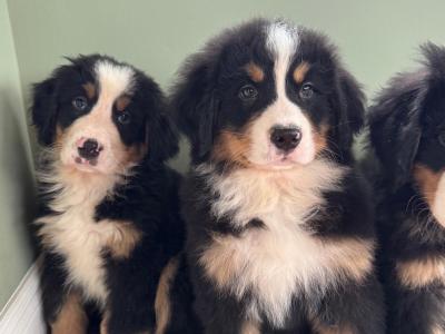 Bernese Mountain Dog puppies in Meath