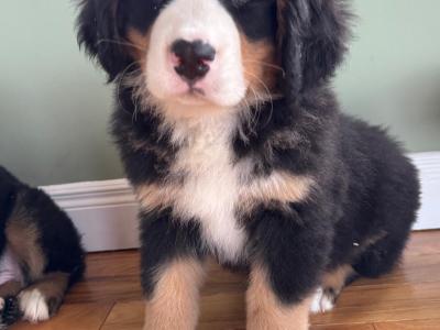 Bernese Mountain Dog puppies in Meath