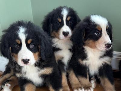 Bernese Mountain Dog puppies in Meath