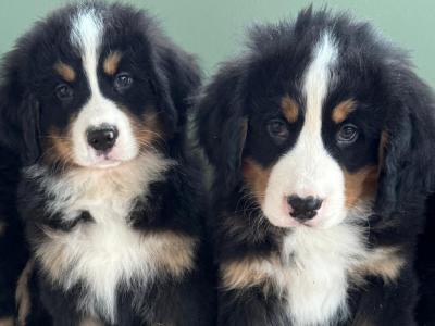 Bernese Mountain Dog puppies in Meath