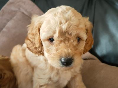Miniature Poochon puppies in Galway