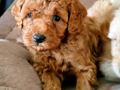 Miniature Poochon puppies in Galway