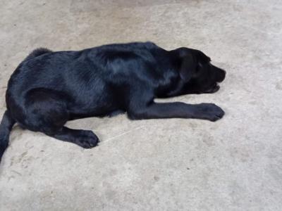 Lovely German Shepherd x Labrador puppies in Cavan looking for Forever homes