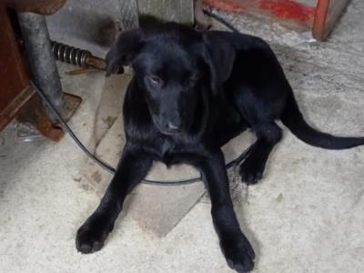 Lovely German Shepherd x Labrador puppies in Cavan looking for Forever homes